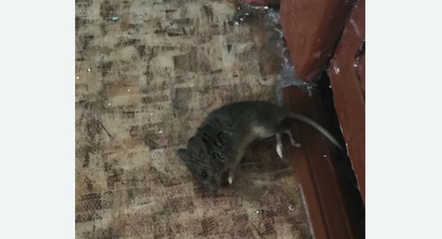 Дезинфекция от мышей в Черемушках города Москвы
