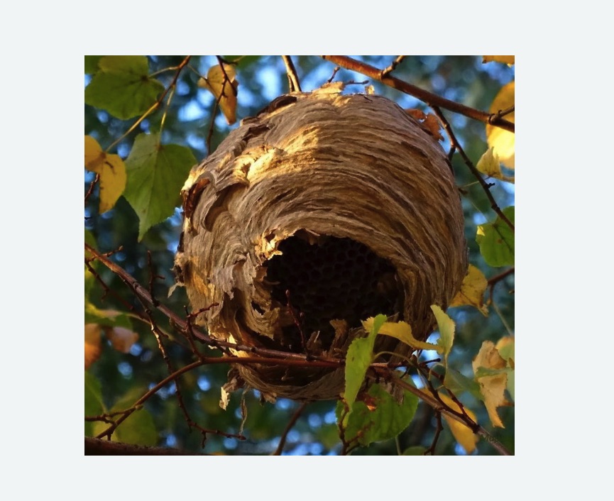 Обработка от шершней в Черемушках города Москвы