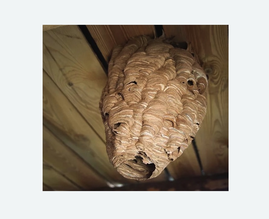 обработка от шершней в Черемушках города Москвы