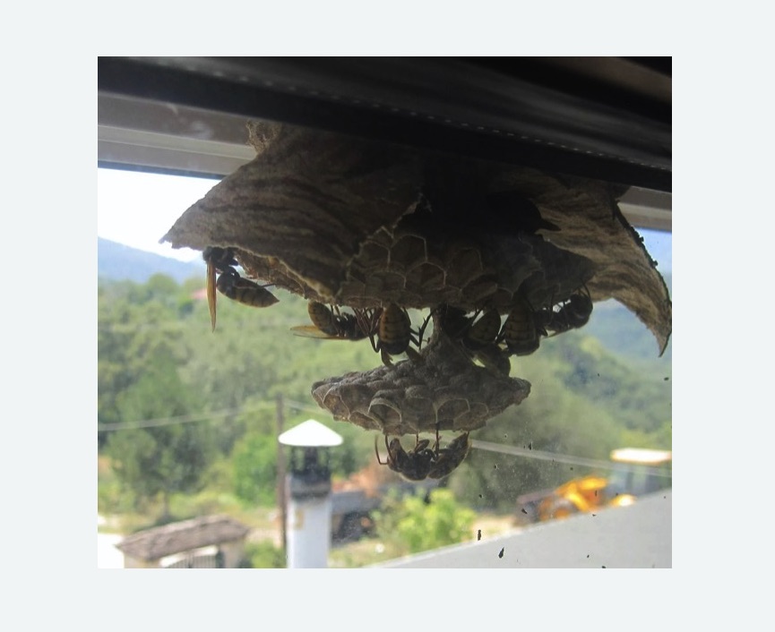 Уничтожение гнёзд шершней в Черемушках города Москвы