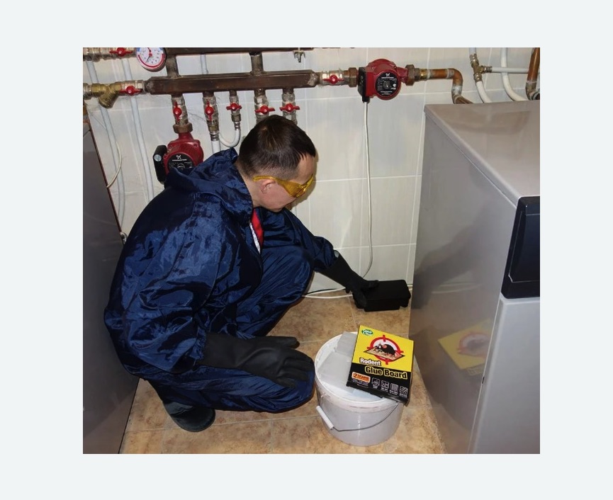 Уничтожение крыс в Черемушках города Москвы