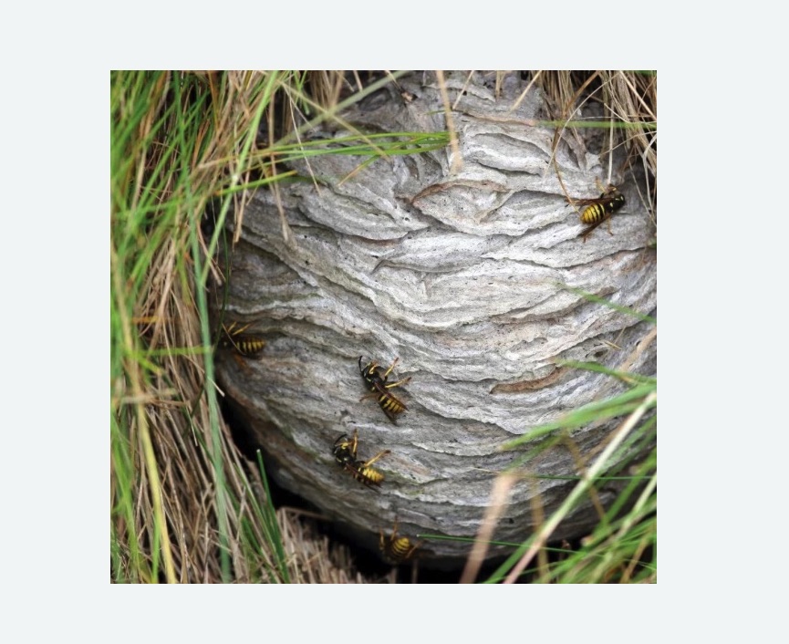 Уничтожение ос и ульев в Черемушках города Москвы